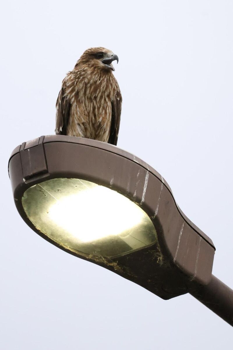 A Black Kite hanging out on a lamppost.