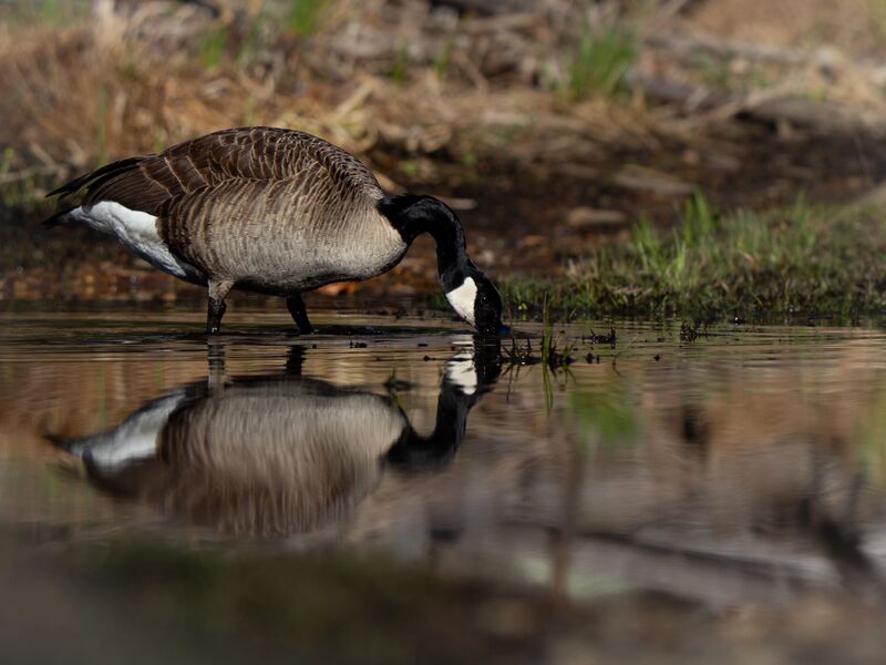 Beginner here, would love some constructive criticism.