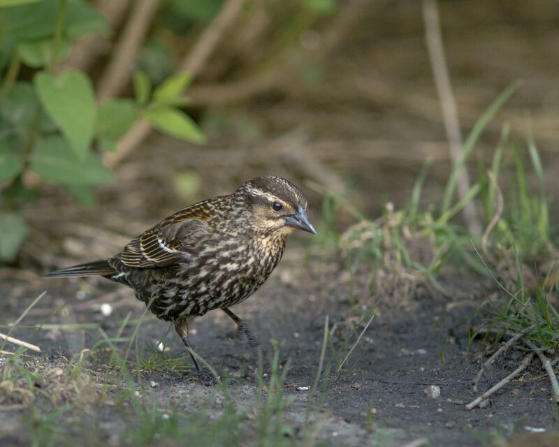 Female Red Winged Blackbird foraging