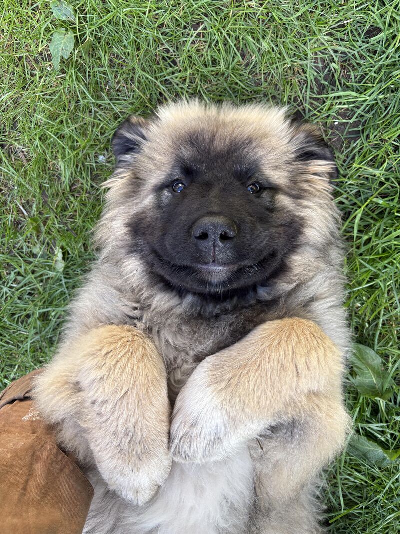 Smiling puppy!