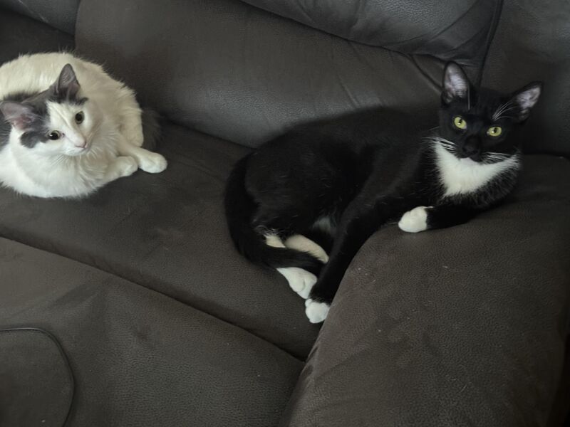 I walk away for 2 minutes and my seat is taken and he looks proud