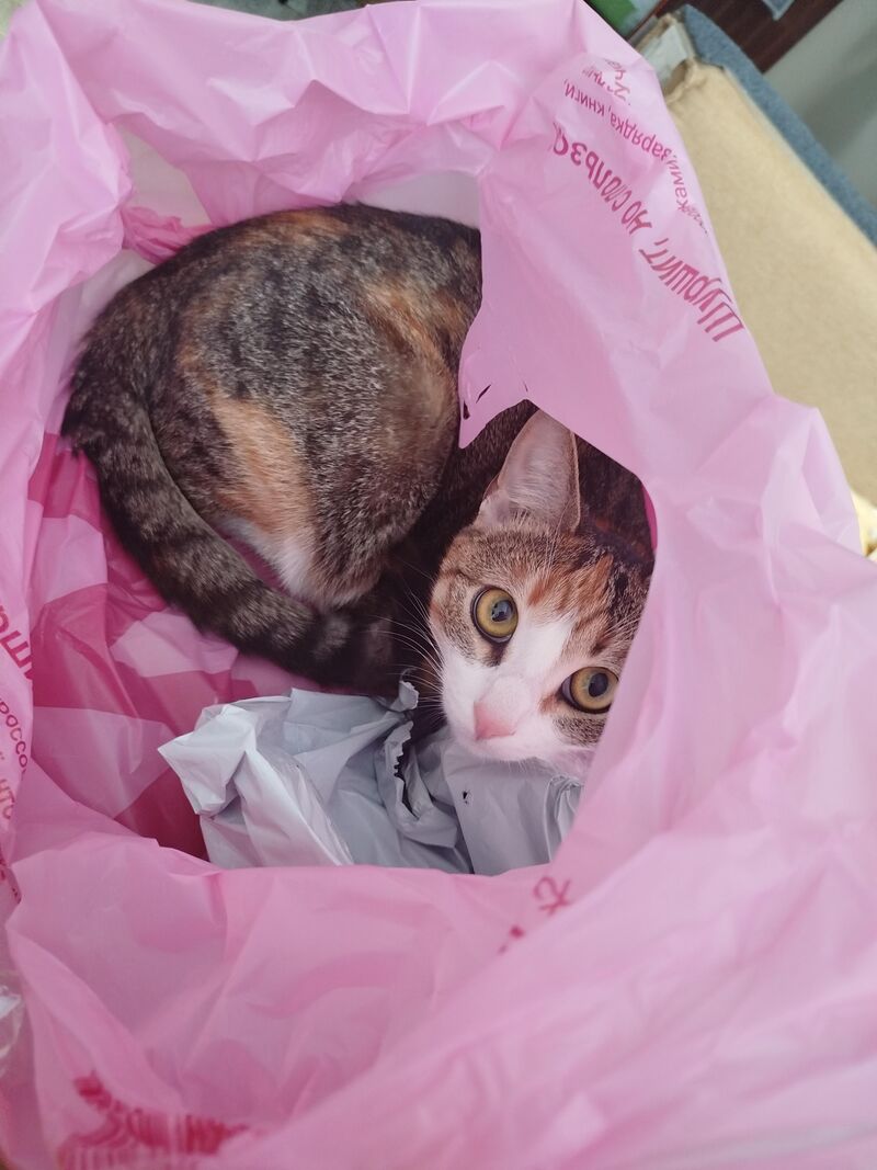 I bought her new toys, but she chose the bag where I put the trash 😭
