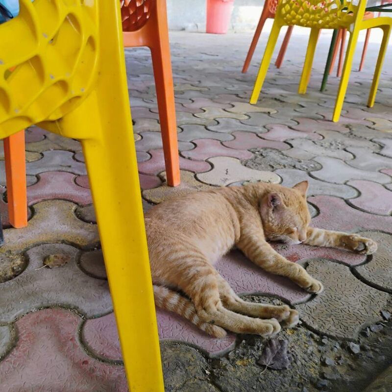 This little kitty has been sitting outside my class every morning for a week now