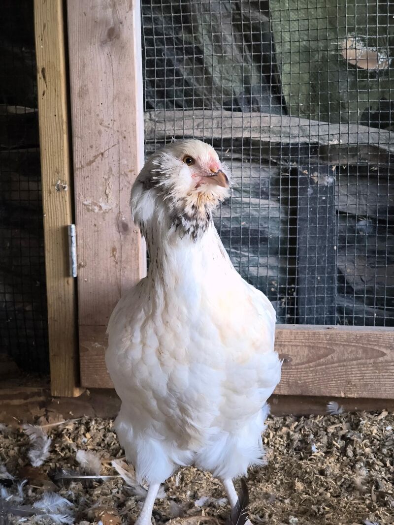 New chicky ❤️🐔