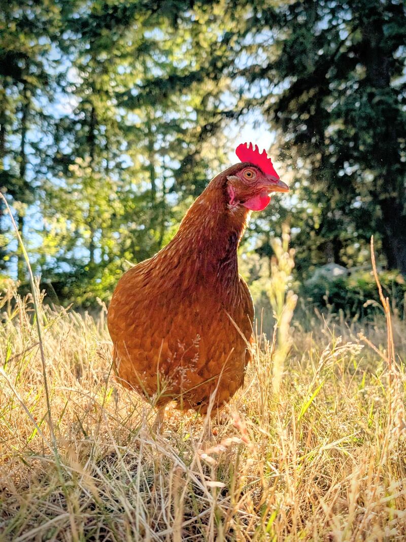 My hen aspirated liquid and has lived to tell the tale