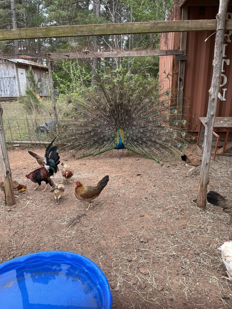 What is your experience owning peacocks?