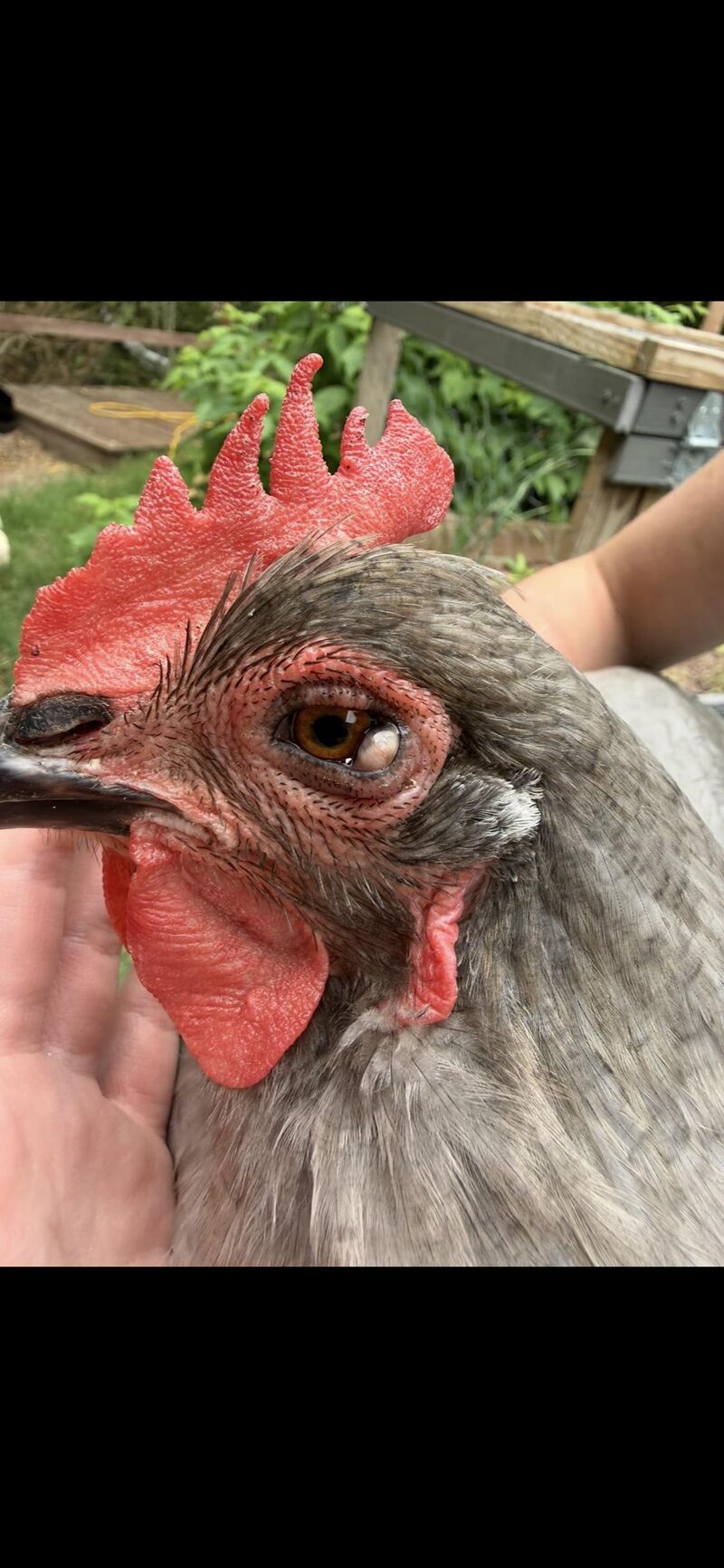 Lump in conjunctiva corner of chicken’s eye