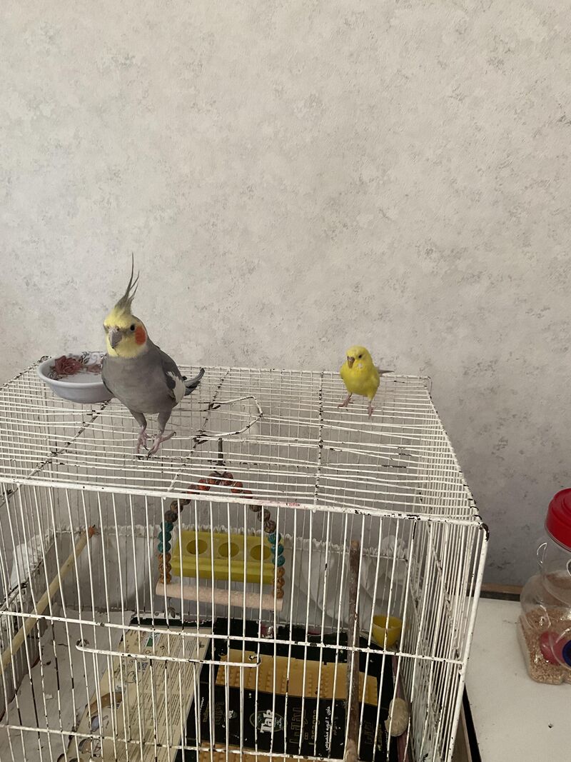 So I found a budgie outside of my house and brought him in. Gonna have to find a new cage for the little fella and see what happens :)