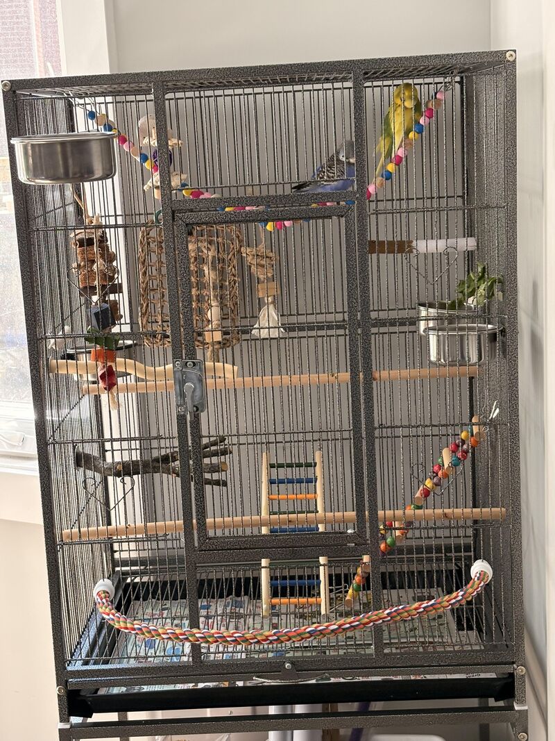 new budgie cage setup