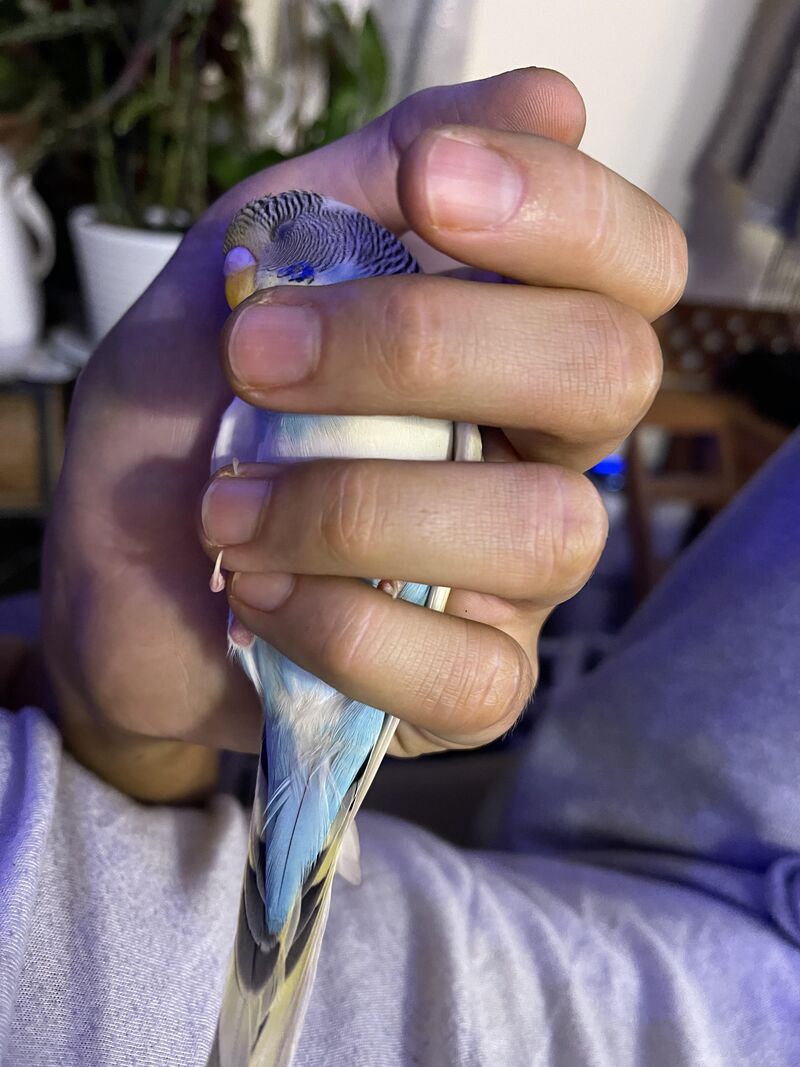Arlo likes to just chill in my hand🥹 I love this birb