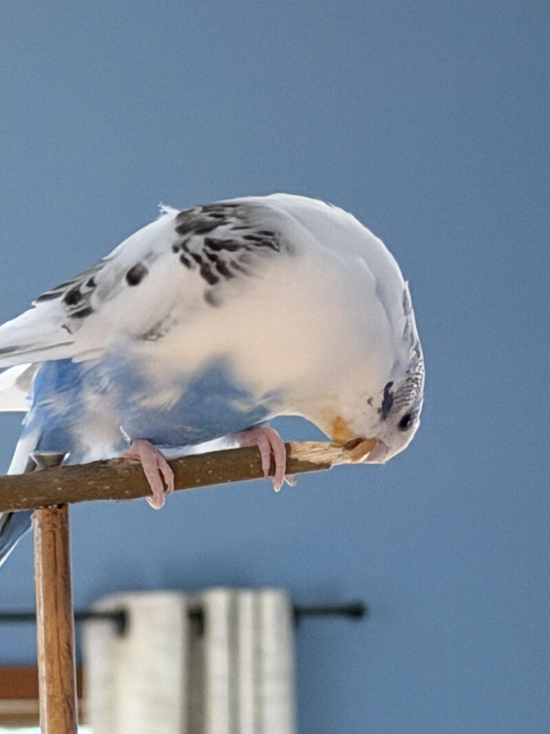 Fluffles made a shiv out of his perch