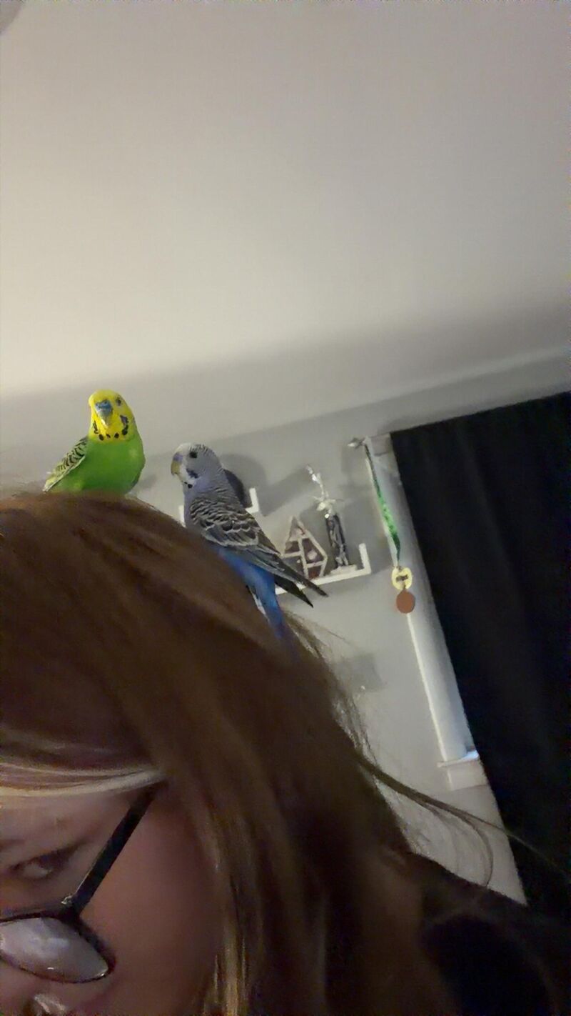 can i tame two budgies at the same time? how?