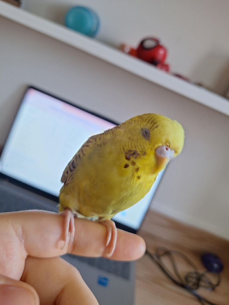 Budgie not eating anything other than seeds