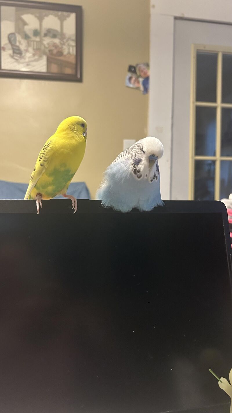 Loafing on the laptop