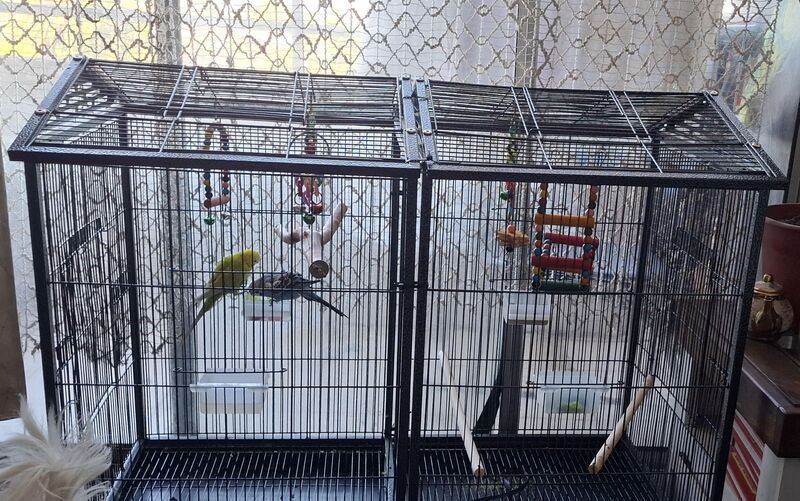 New cage!!!